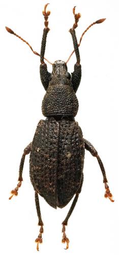 Réf. 199 296 : Cratopopsis bistigma